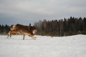 Concept pets have fun in nature without people. Two dogs best friends playing in winter snow park together. Australian and German Shepherd active and energetic dog breeds. Game tug of war.