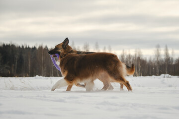 Concept pets have fun in nature without people. Two dogs best friends playing in winter snow park...