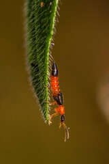 The Paederinae are a subfamily of the Staphylinidae, rove beetles. This insect is commonly known as Tomcat