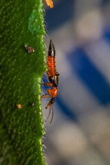 The Paederinae are a subfamily of the Staphylinidae, rove beetles. This insect is commonly known as Tomcat