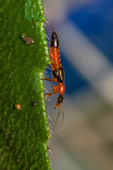 The Paederinae are a subfamily of the Staphylinidae, rove beetles. This insect is commonly known as Tomcat