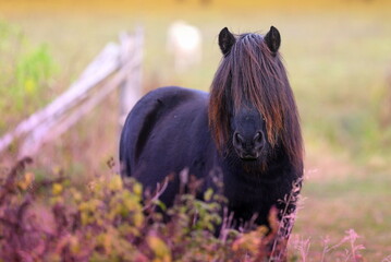 wonderful black pony with a lush mane against the background of autumn scenery