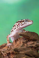 The leopard gecko or common leopard gecko (Eublepharis macularius)