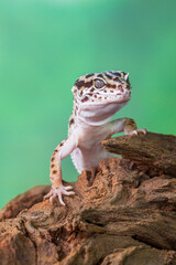 The leopard gecko or common leopard gecko (Eublepharis macularius)