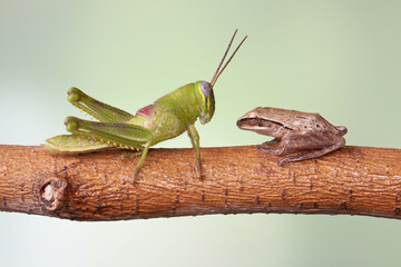 Grasshoppers are insects with long, powerful back legs which they use for jumping