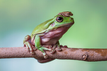 The Australian green tree frog (Ranoidea caerulea), also known as simply green tree frog in Australia, White's tree frog, or dumpy tree frog