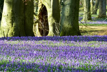 Fotobehang Krokus Krokusblüte im Schlosspark Husum  © dieter76