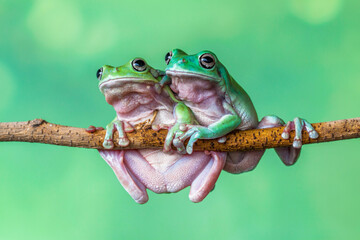 The Australian green tree frog (Ranoidea caerulea), also known as simply green tree frog in Australia, White's tree frog, or dumpy tree frog