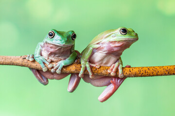 Naklejka premium The Australian green tree frog (Ranoidea caerulea), also known as simply green tree frog in Australia, White's tree frog, or dumpy tree frog