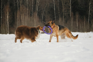 Concept pets have fun in nature without people. Two dogs best friends playing in winter snow park together. Australian and German Shepherd active and energetic dog breeds. Game tug of war.