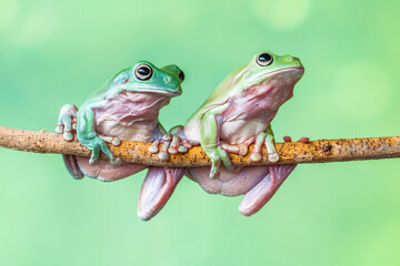 The Australian green tree frog (Ranoidea caerulea), also known as simply green tree frog in Australia, White's tree frog, or dumpy tree frog