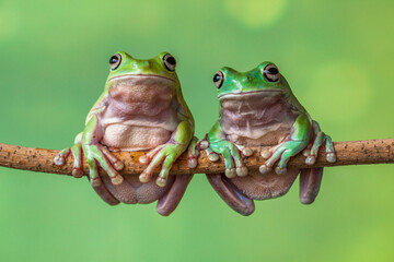The Australian green tree frog (Ranoidea caerulea), also known as simply green tree frog in Australia, White's tree frog, or dumpy tree frog