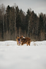 Concept pets have fun in nature without people. Two dogs best friends playing in winter snow park together. Australian and German Shepherd active and energetic dog breeds. Game tug of war.