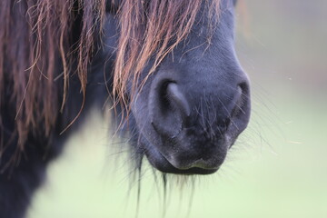 gorgeous black muzzle of a pony with a lush mane against the background of autumn scenery