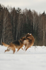 Concept pets have fun in nature without people. Two dogs best friends playing in winter snow park together. Australian and German Shepherd active and energetic dog breeds. Game tug of war.