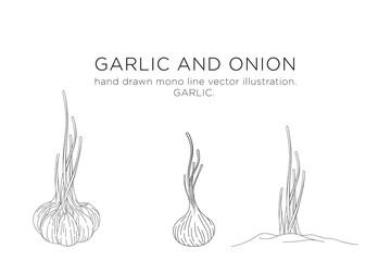hand drawn mono line vector illustration.
garlic and onion.