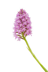 Orchidea, Anacamptis pyramidalis, Sassari, Sardegna. Italia © antasfoto