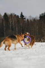 Fototapeta na wymiar Concept pets have fun in nature without people. Two dogs best friends playing in winter snow park together. Australian and German Shepherd active and energetic dog breeds. Game tug of war.