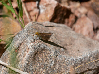 Dun Skipper Euphyes vestris