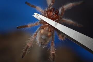 Brachypelma hamorii,
Mexican Orangeknee Tarantula - obrazy, fototapety, plakaty