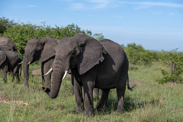 Fototapeta na wymiar big elephant in the savannah of Africa