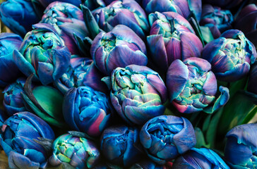Fototapeta na wymiar Blue purple tulips spring flowers bouquet.