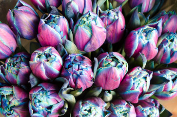 Fototapeta na wymiar Blue purple tulips spring flowers bouquet.