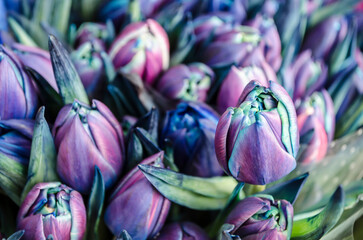 Blue purple tulips spring flowers bouquet.
