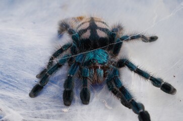Caribena versicolor,
Martinique Pinktoe Tarantula, Antilles Pinktoe Tarantula
