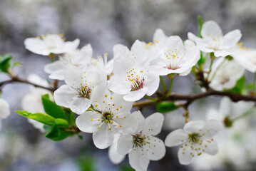 Cherry flowers in bloom.