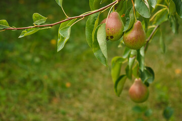 Ripe pear on a branch. Copy space.