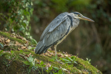 grey heron, standing on a rock in a river, close up, in the uk in winter