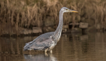 grey heron, fishing in a lake, close up, in the uk in winter