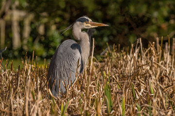 grey heron, standing in the grass, close up, in the uk in winter