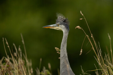 grey heron, portrait, close up, in the uk