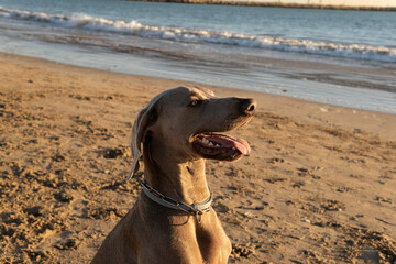 Portrait of Weimaraner dog enjoying himself at the seaside on a winter afternoon.