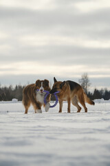 Concept pets have fun in nature without people. Two dogs best friends playing in winter snow park together. Australian and German Shepherd active and energetic dog breeds. Game tug of war.