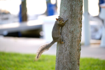 Beautiful wild gray squirrel climbing tree trunk in summer town park