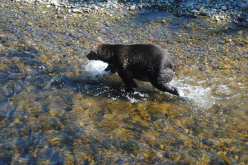 A healthy and plump grizzly bear chases salmon in a shallow river in the rainforest