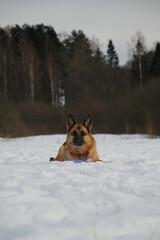 Concept of pet having fun in nature. Dog resting in field against background of forest, front view. Adult German Shepherd lies on snow in winter park with toys and smiles.