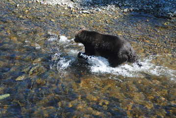 A healthy and plump grizzly bear chases salmon in a shallow river in the rainforest