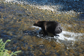 A healthy and plump grizzly bear chases salmon in a shallow river in the rainforest