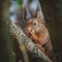 Fressendes Eichhörnchen im Baum