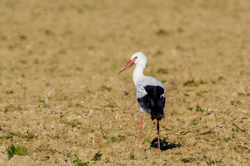 Storks looking for food in a meadow in Provence, France