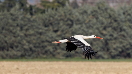 Storks flying low to the ground in search of food in a meadow in Provence, France