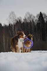Concept pets have fun in nature without people. Two dogs best friends playing in winter snow park...