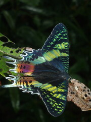 Vibrant Madagascan Sunset Moth with Spread Wings