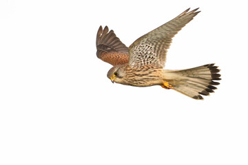 A Kestrel (Falco tinnunculus), male bird of prey hovering hunting, flying,