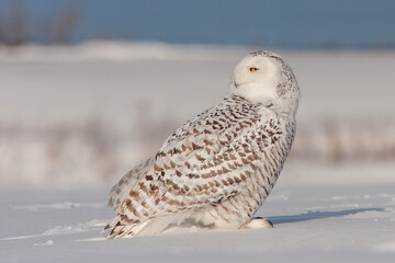 snowy owl (Bubo scandiacus) in winter