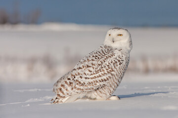 snowy owl (Bubo scandiacus) in winter